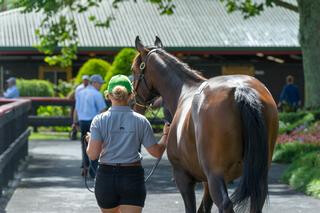 Book 2 parades underway at Karaka.